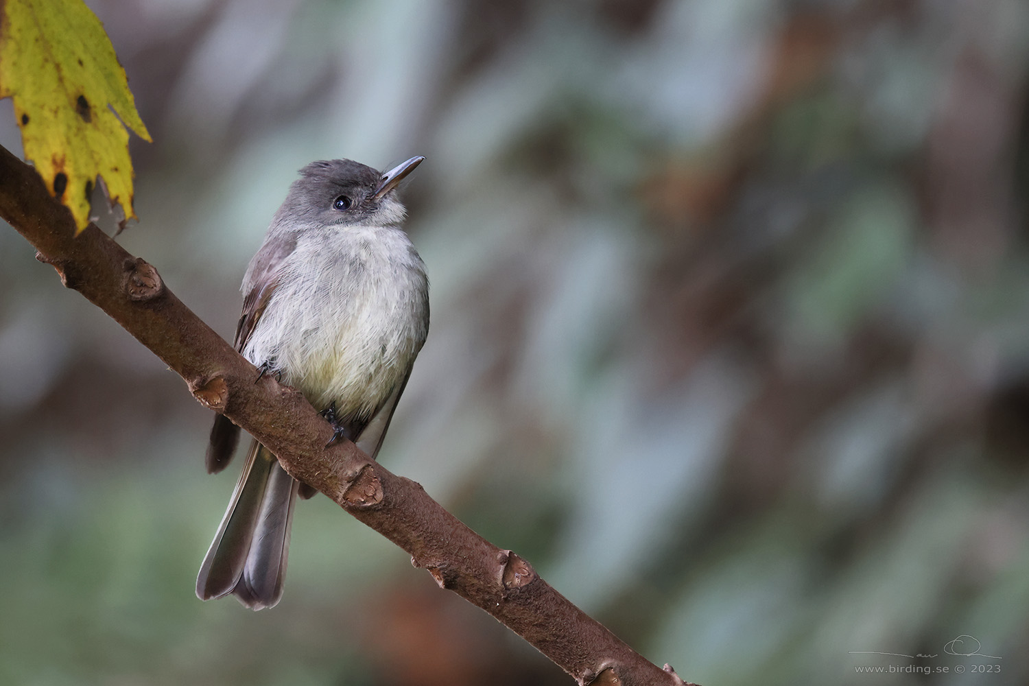 HISPANIOLAN PEWEE (Contopus hispaniolensis) - Stng / Close